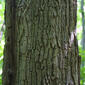 Robinia pseudoacacia (Fabaceae) - bark - of a large tree