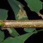 Robinia pseudoacacia (Fabaceae) - twig - orientation of petioles