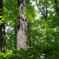 Robinia pseudoacacia (Fabaceae) - bark - of a large tree
