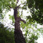 Robinia pseudoacacia (Fabaceae) - whole tree (or vine) - view up trunk