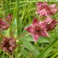 Comarum palustre (Marsh Cinquefoil / Wateraardbei) 0346
